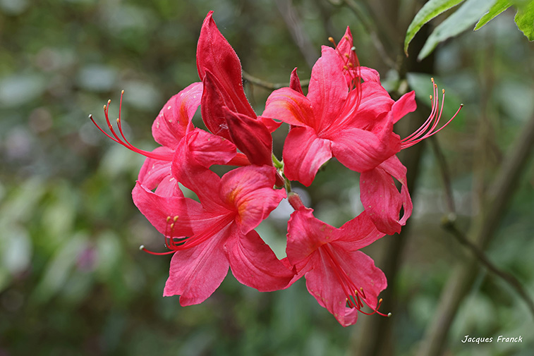 La Feuillerie 2023 - Rhodos