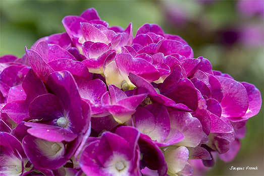 La Feuillerie 2023 - Hortensias
