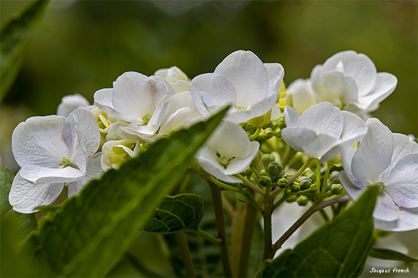 La Feuillerie 2023 - Hortensias