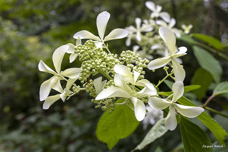 La Feuillerie 2023 - Hortensias