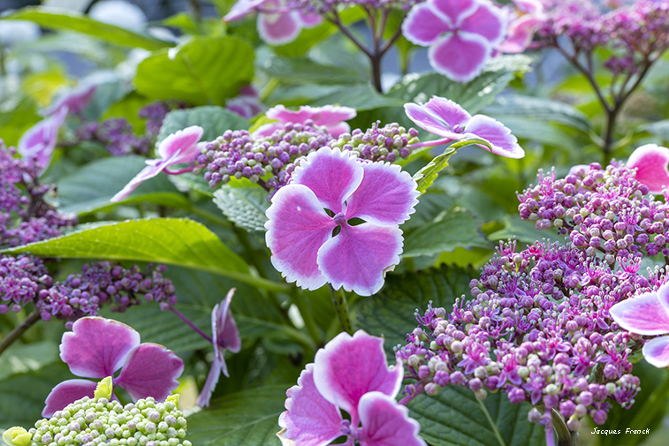 La Feuillerie 2023 - Hortensias