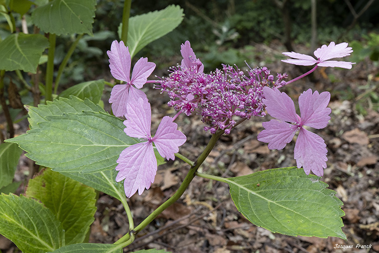 La Feuillerie 2023 - Hortensias