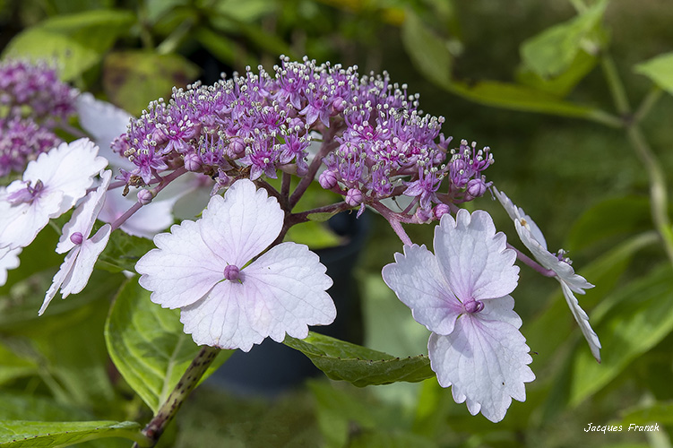 La Feuillerie 2023 - Hortensias