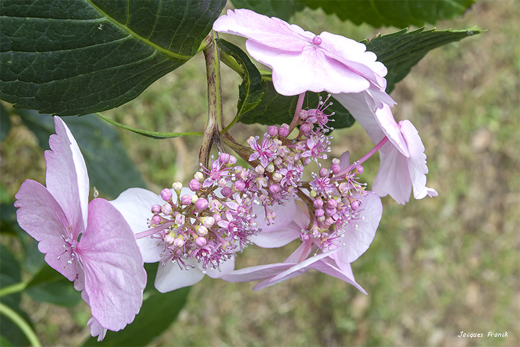 La Feuillerie 2023 - Hortensias