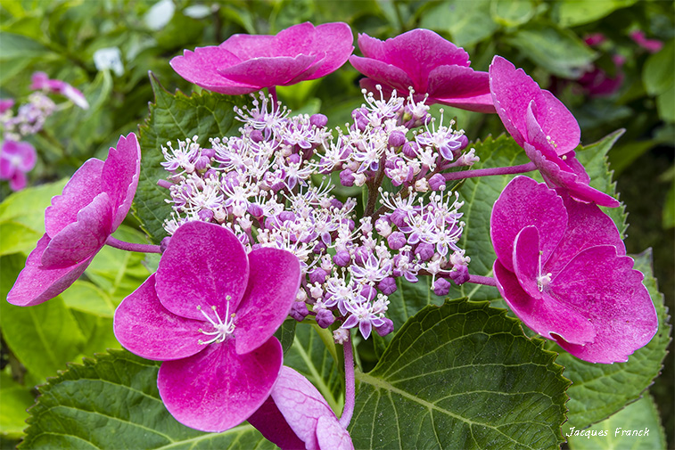 La Feuillerie 2023 - Hortensias