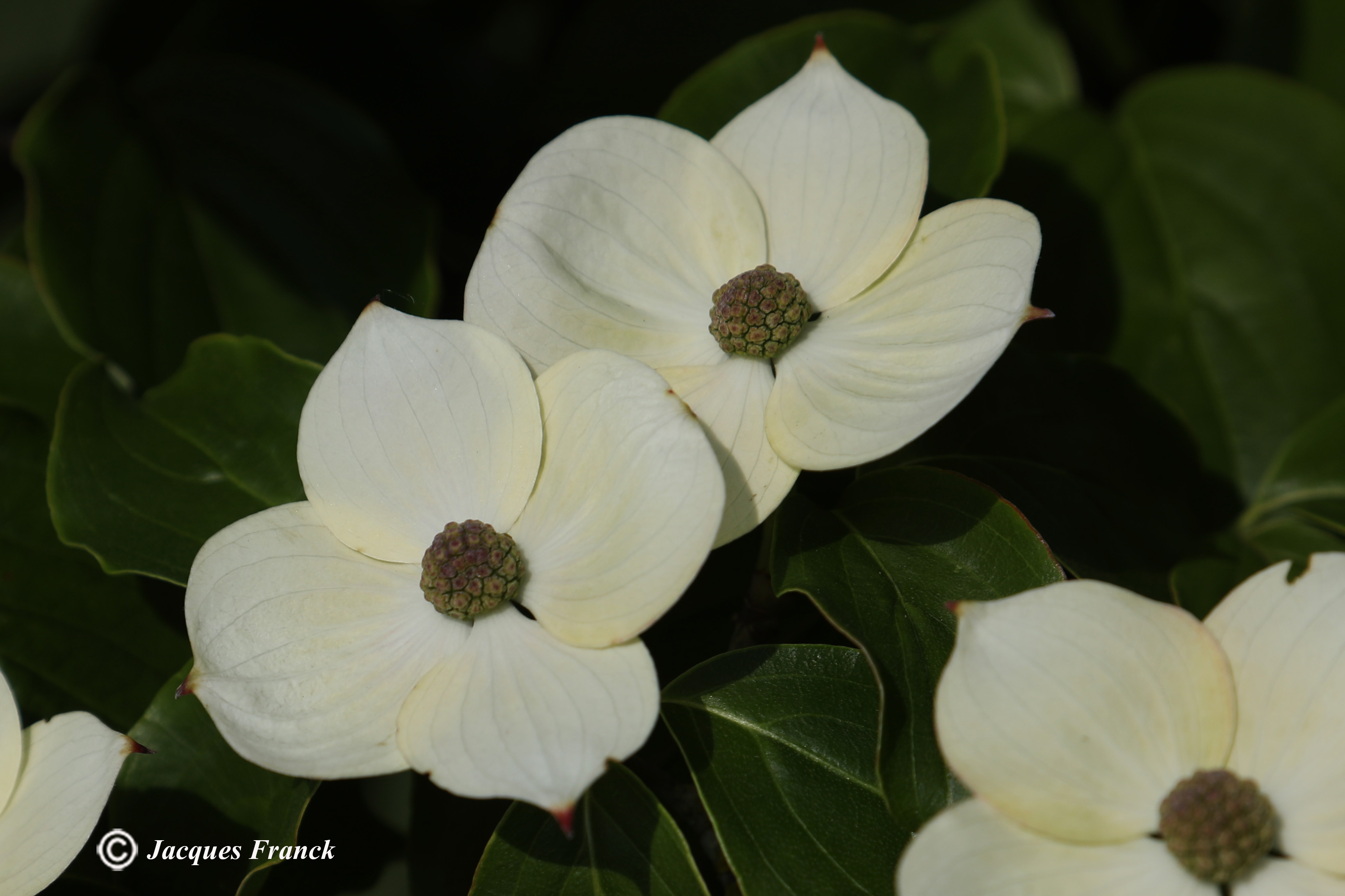 Fleur de Cornus