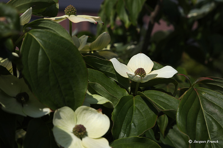 Fleur de Cornus