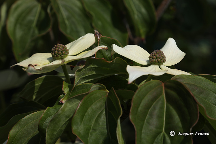 Fleur de Cornus