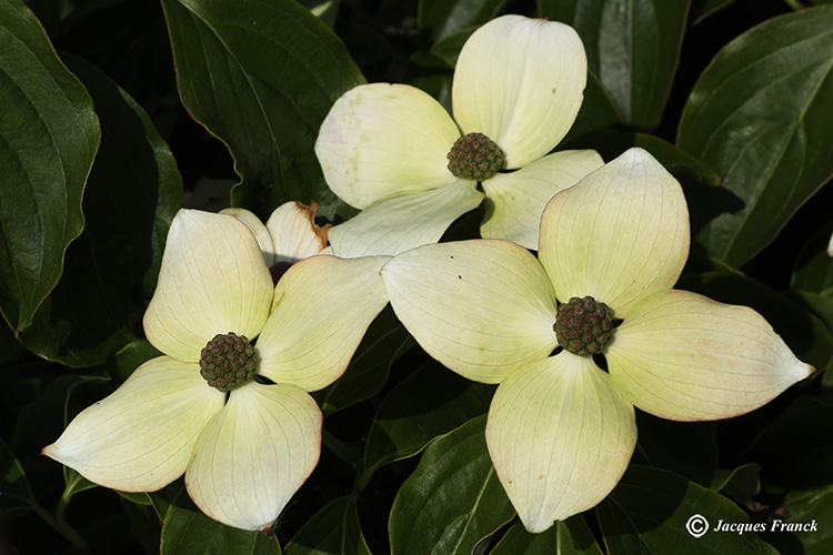 Fleur de Cornus