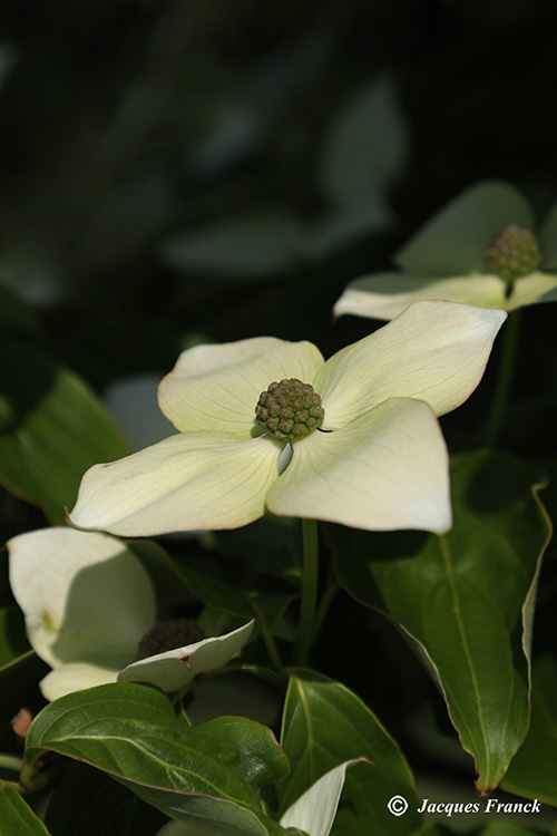 Fleur de Cornus