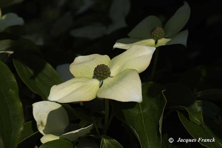 Fleur de Cornus