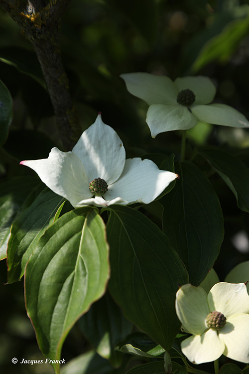 Fleur de Cornus