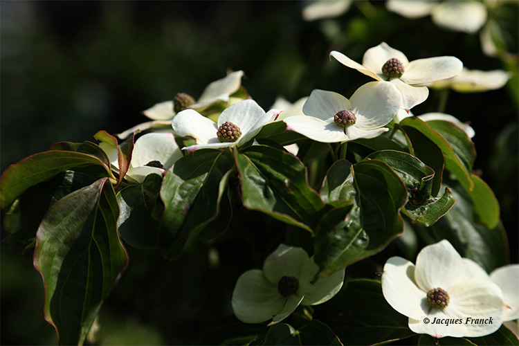 Fleur de Cornus