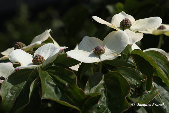 Fleur de Cornus