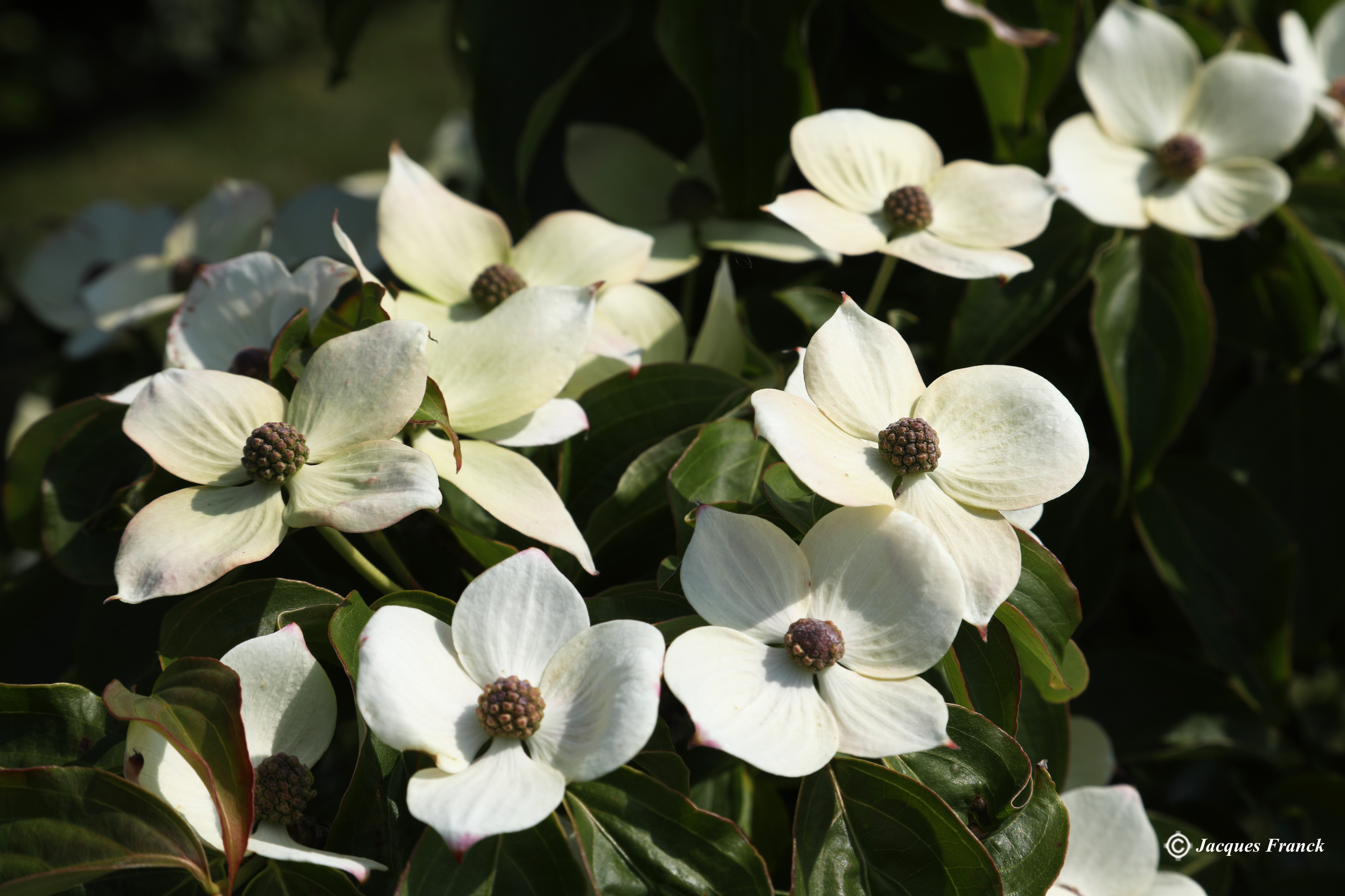 Fleur de Cornus