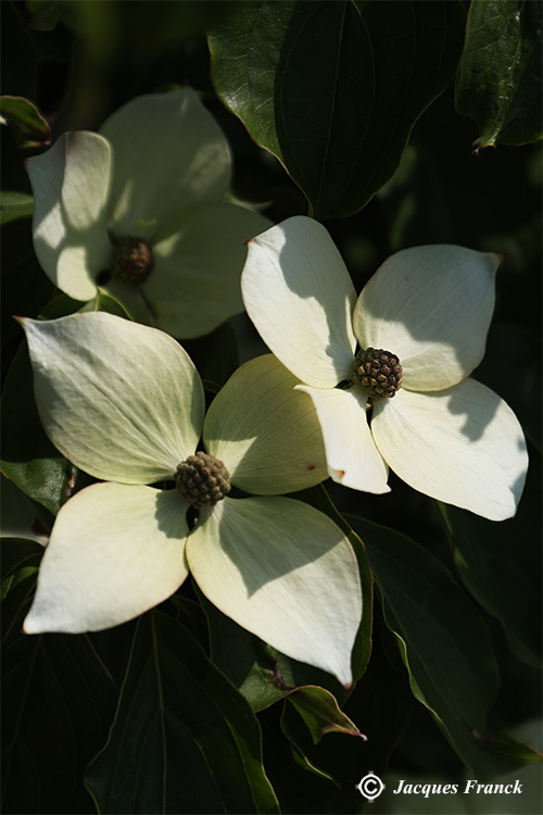 Fleur de Cornus