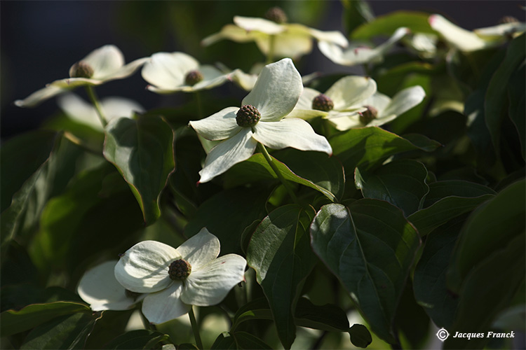 Fleur de Cornus