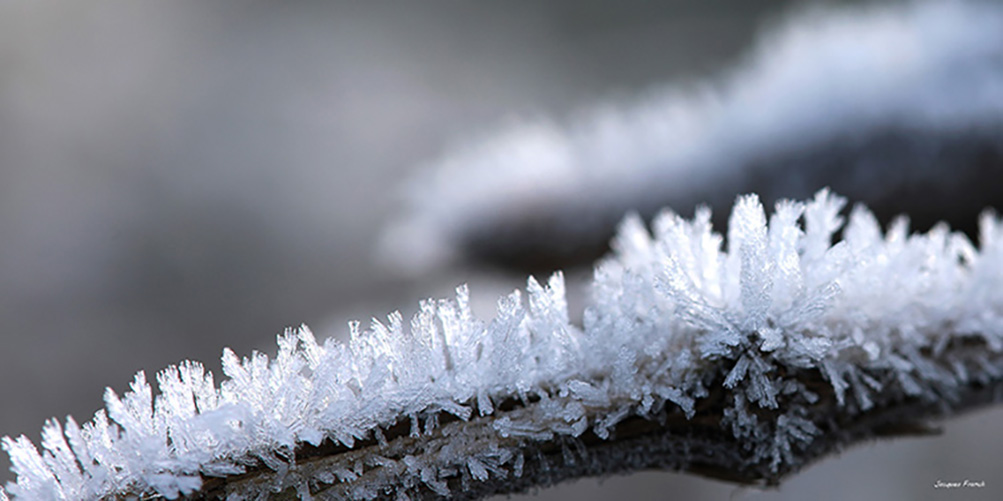 Givre matinal