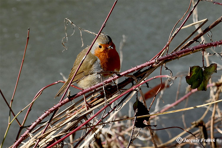 Rouge-Gorge au Canal de Seneffe
