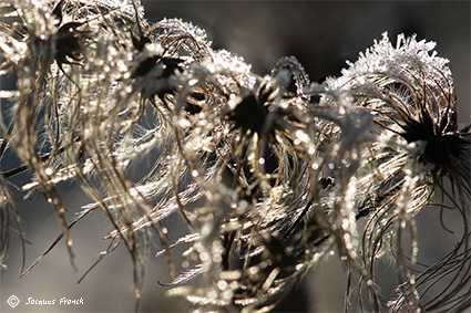Photo Macro