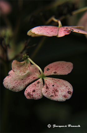 Photo Macro