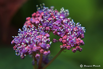 Photo Macro