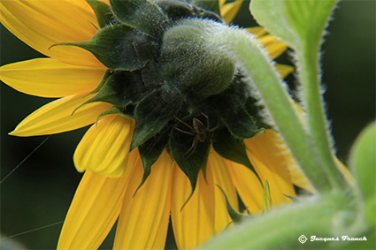 Photo Macro