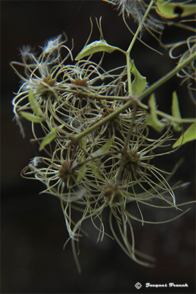 Photo Macro