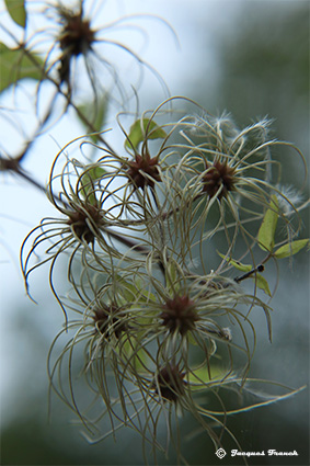 Photo Macro