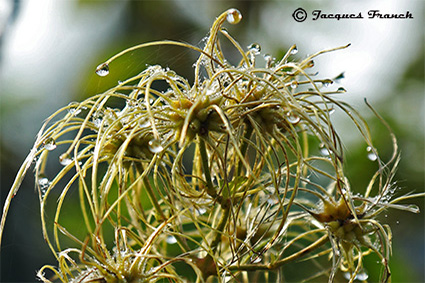 Photo Macro