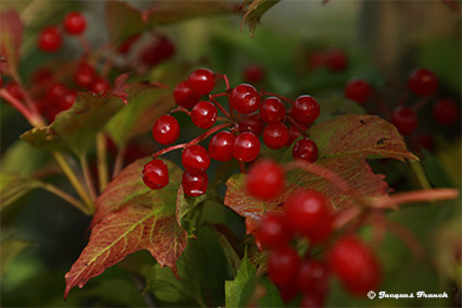 Photo Macro