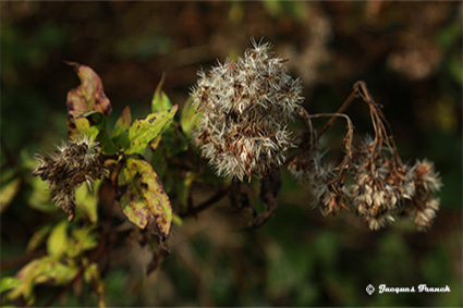 Photo Macro