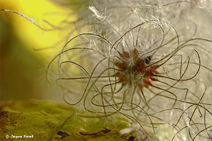 Photo Macro